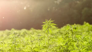 planta cannabis