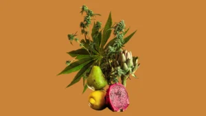 Imagem cannabis texto sobre assialções